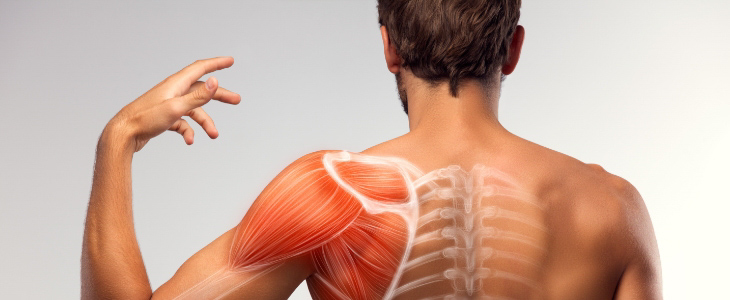 Essentials of Human Anatomy and Physiology